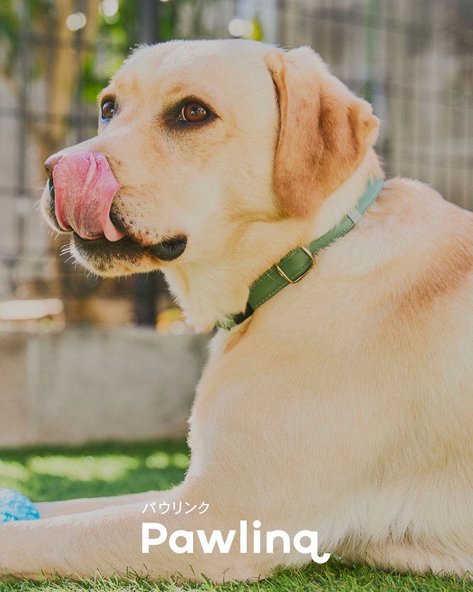 Pawlinq（パウリンク）🐕 tweet media