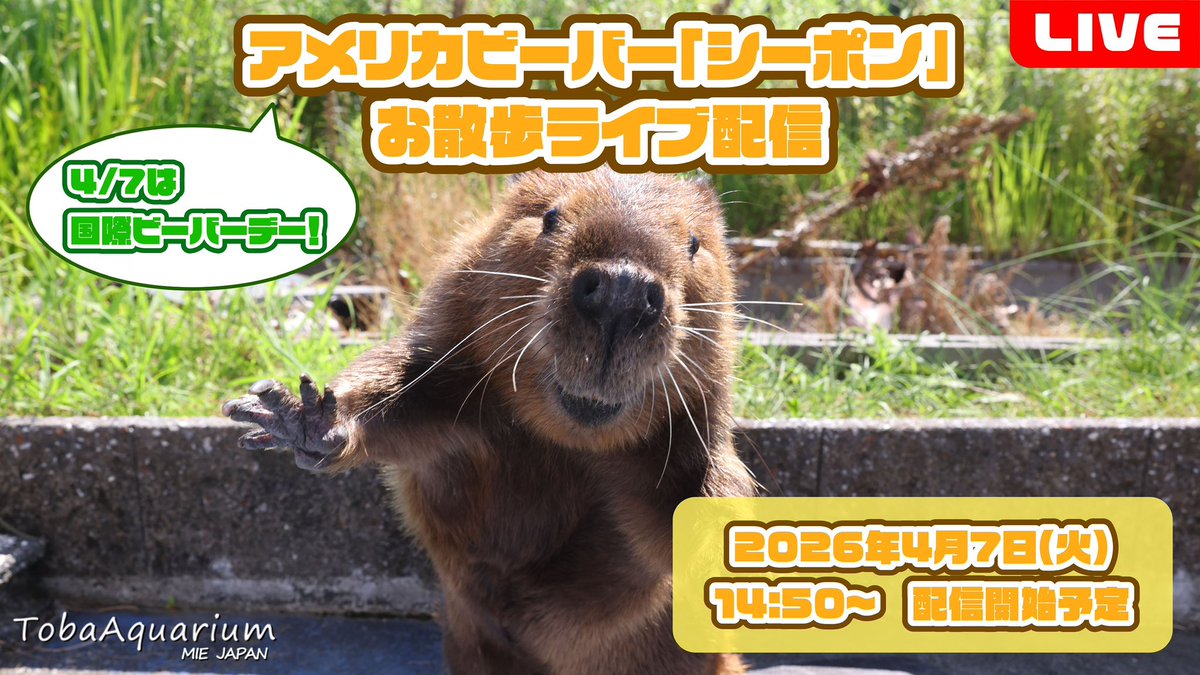 鳥羽水族館（TOBA AQUARIUM） tweet media