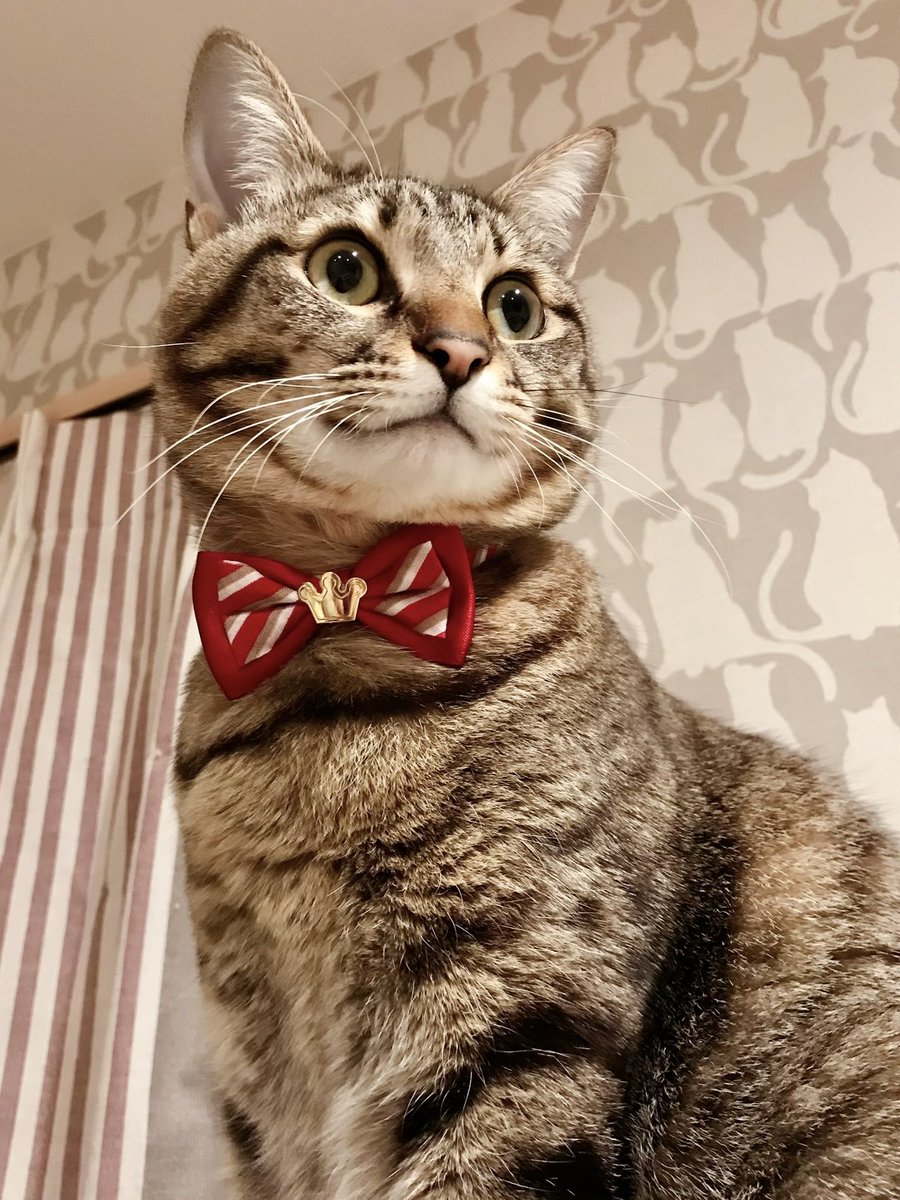 👑- ̗̀ 𝙷𝙰𝙿𝙿𝚈 𝙱𝙸𝚁𝚃𝙷𝙳𝙰𝚈  ̖́-👑

ハルちゃん🐱❤️❤️❤️
今日で7歳になりました！
大事なうちの愛娘です💗
ずっとずっと元気に過ごしてね💕︎