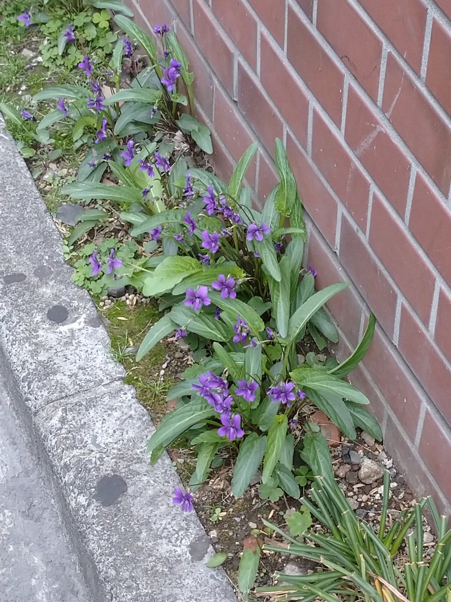 tomocococo tweet media