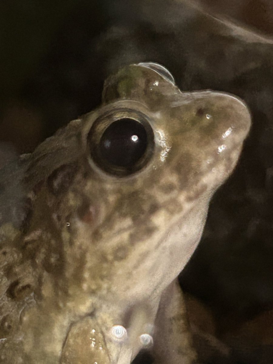 チャコ🐟🐸 tweet media