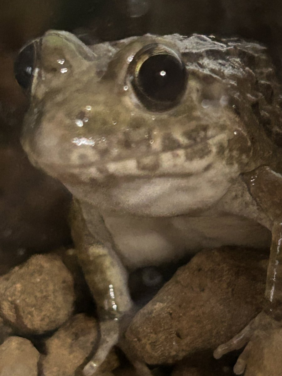 チャコ🐟🐸 tweet media