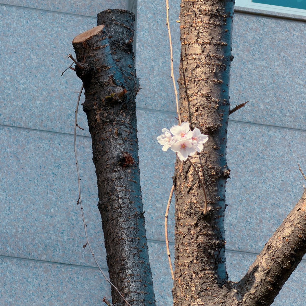 글씨쓰는 다다 ✍️ tweet media