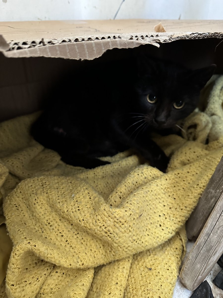 Miriam Pollick ✡︎🪬✨🇮🇱 tweet media