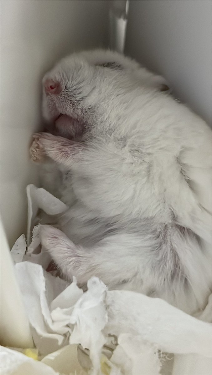 보보는우다다햄 tweet media