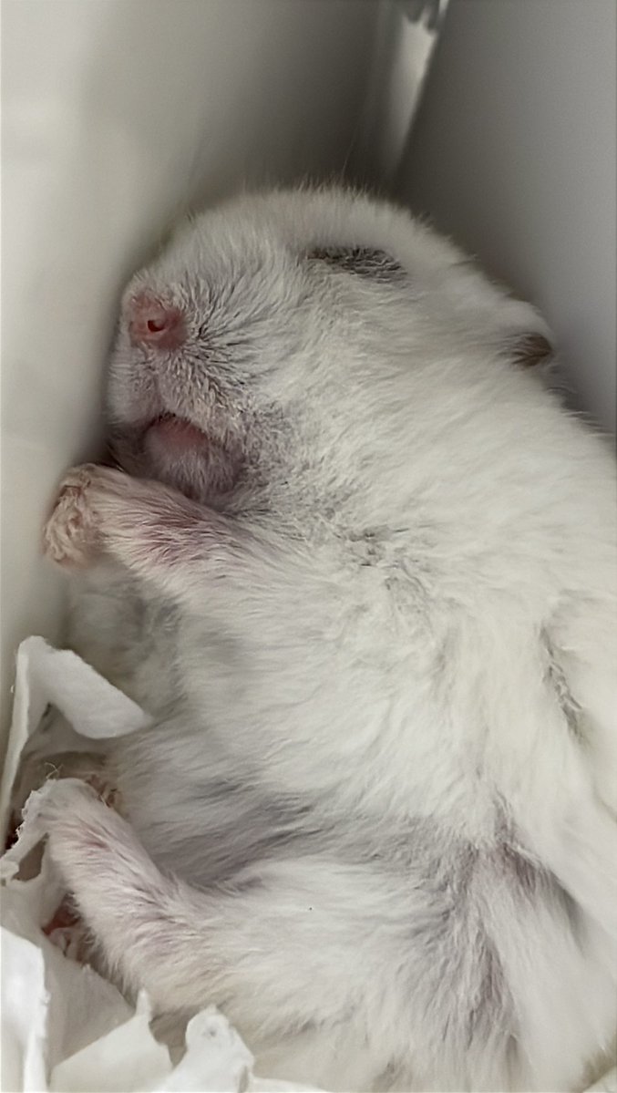 보보는우다다햄 tweet media