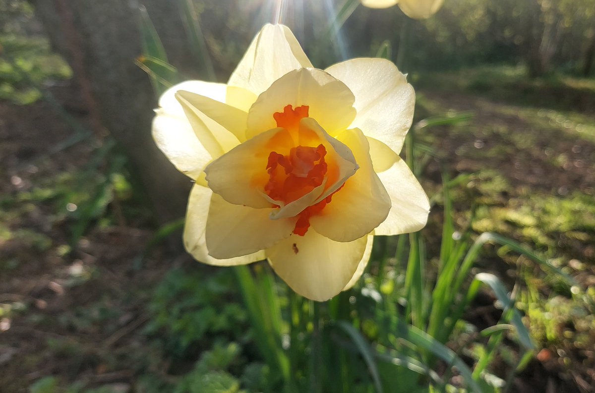 NetherfieldV2's tweet photo. A lovely still morning, the light catching the petals of a small clump of Tahiti daffodils. I have been watching a pair of goldcrests foraging along the leaves & twigs of an apple tree; they move quickly & occasionally noisily, searching every crevice for a morsel for breakfast. https://t.co/Xsjj1dnEeR