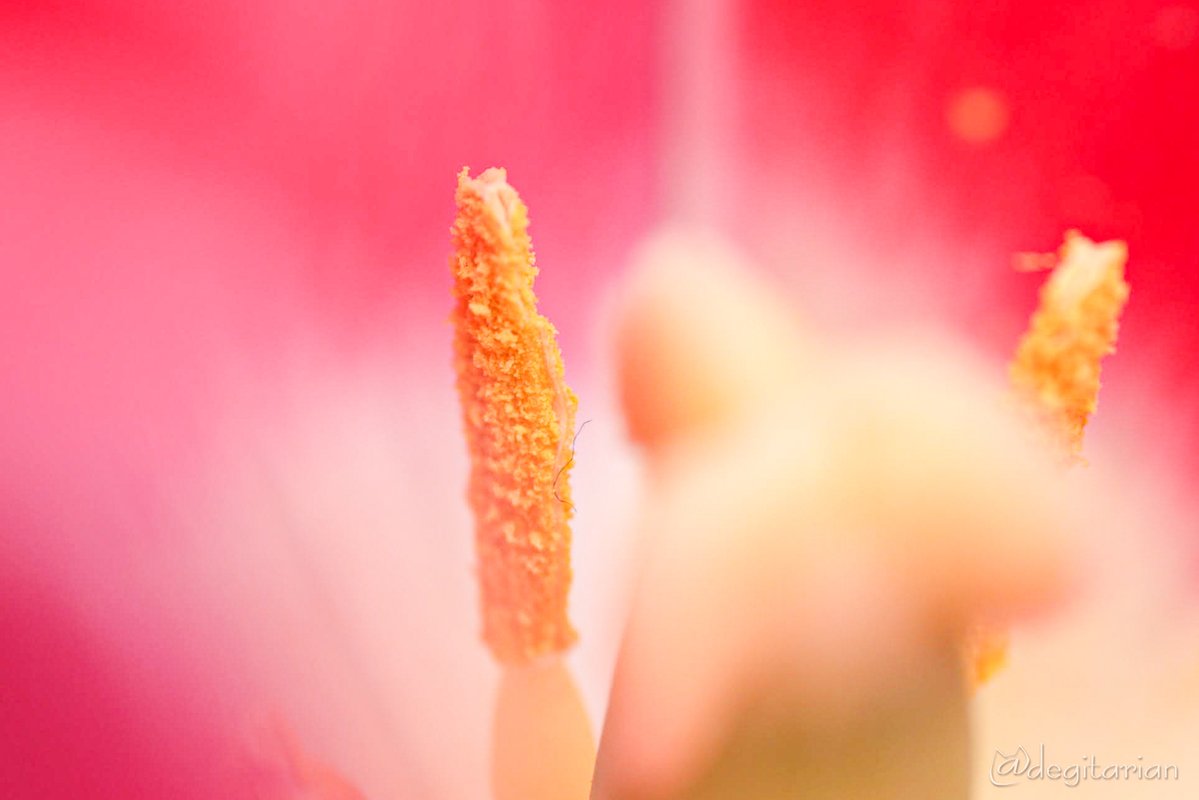 あやねこ tweet media