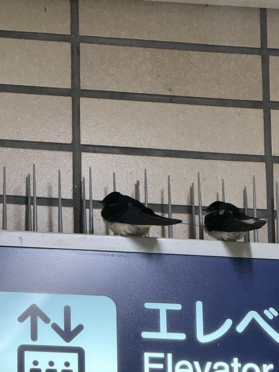 PUNKY-hedgehog tweet media