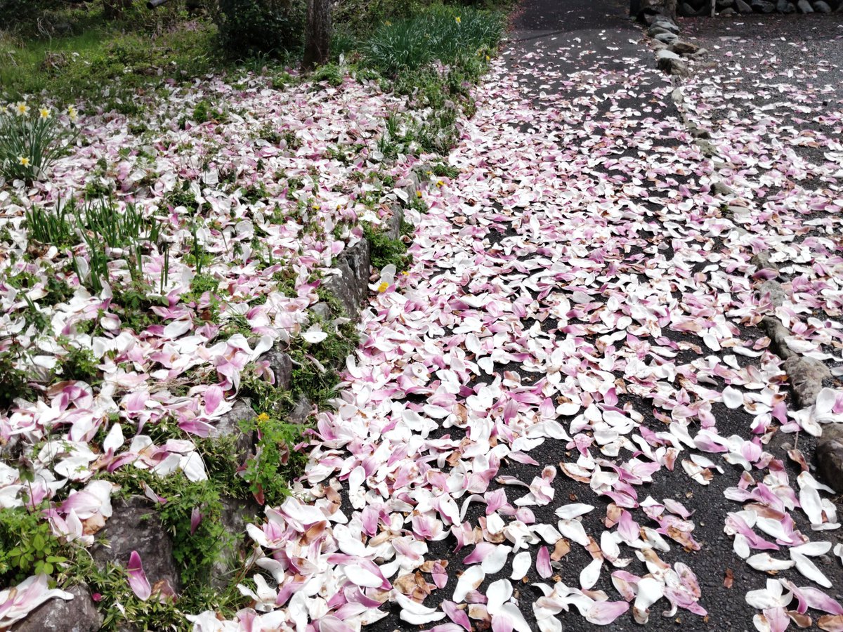 奥多摩・越沢アルペンコース登って来ました。