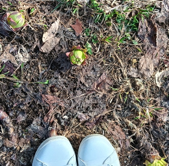 うみ 𖧧˒˒ tweet media