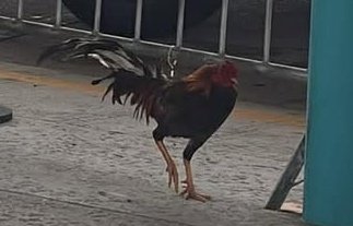 Tiresias. tweet media