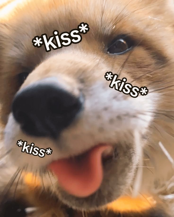 🍁 𝓣𝓱𝓮 𝓕𝓸𝔁 𝓛𝓲𝓯𝓮 🌾🦊 tweet media