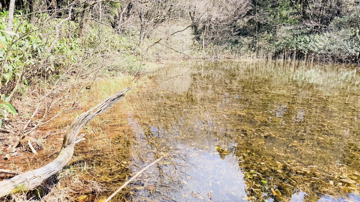 ［𝐃𝐲𝐭𝐢𝐬𝐜𝐢𝐝𝐚𝐞柿﨑］ tweet media