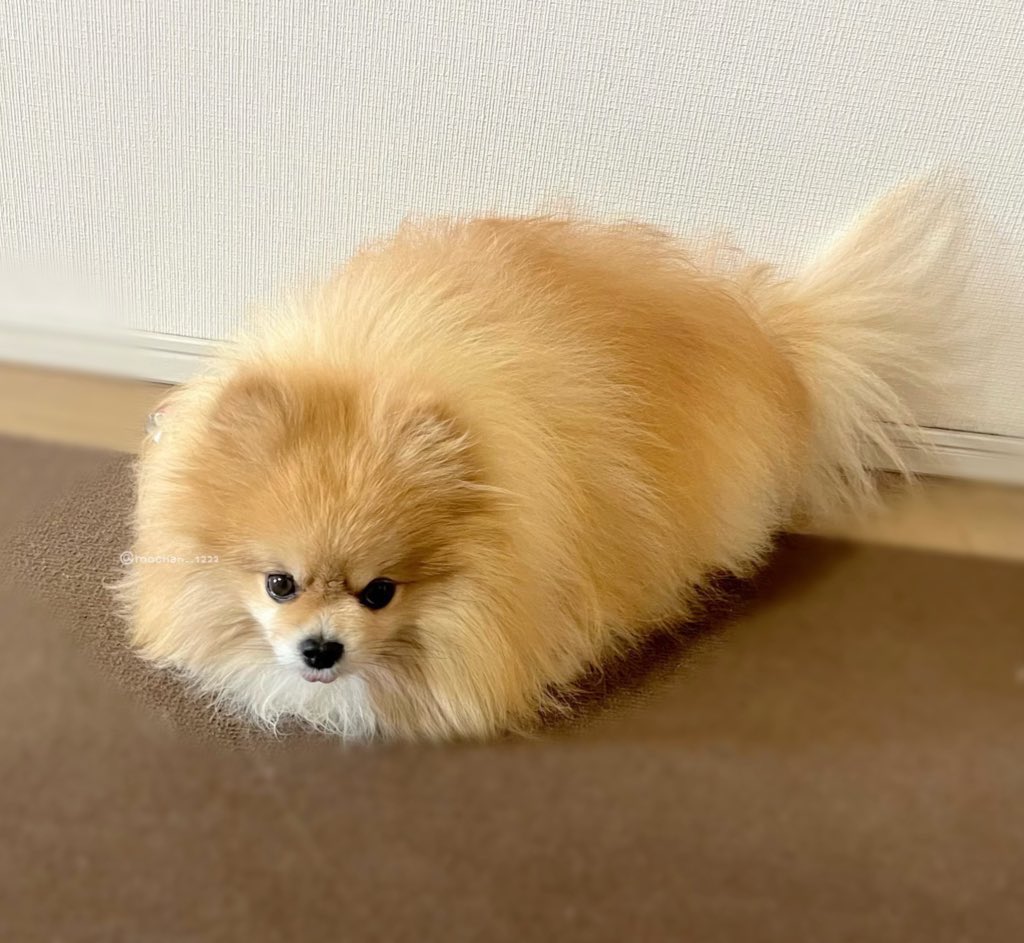 もちゃん🐶🍮ポメラニアン tweet media