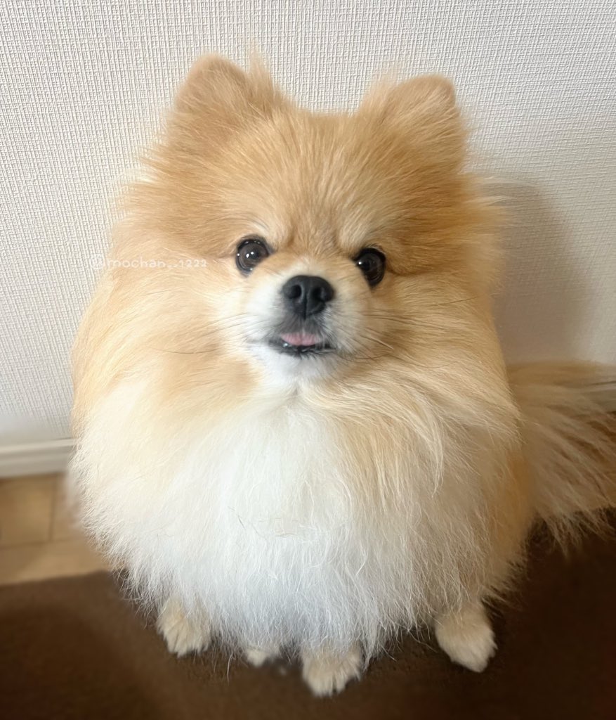 もちゃん🐶🍮ポメラニアン tweet media