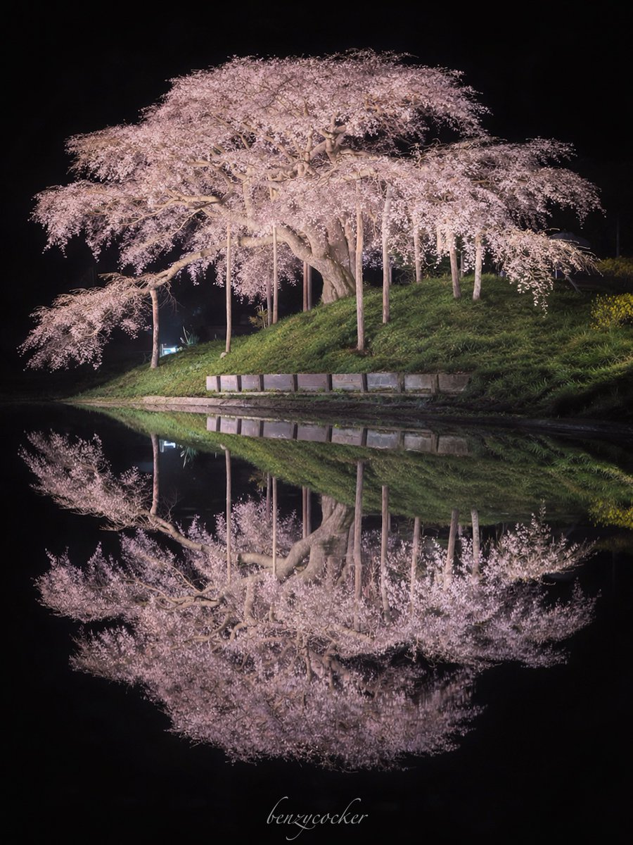 ベンジー tweet media