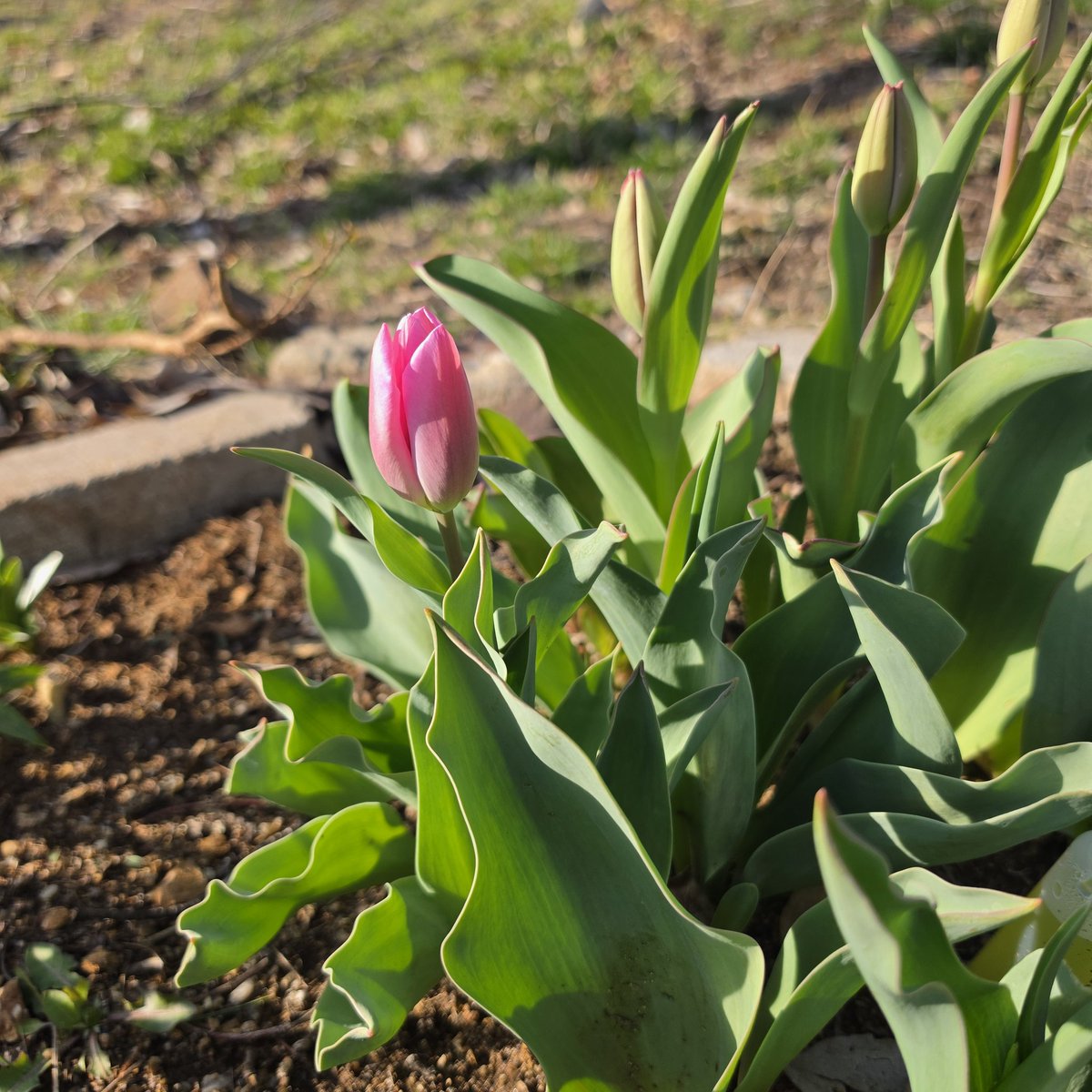 별구름 tweet media