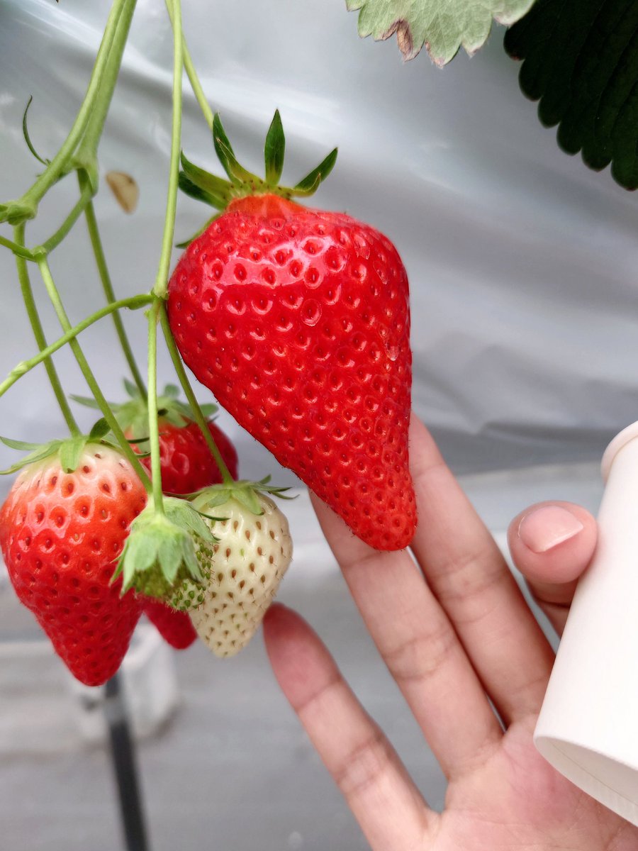 あやぽよ tweet media