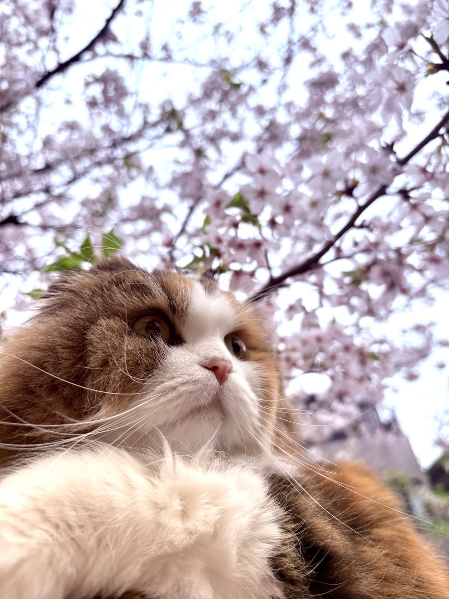 あべかわ tweet media