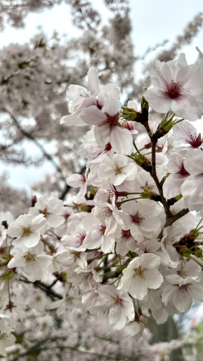 るある tweet media