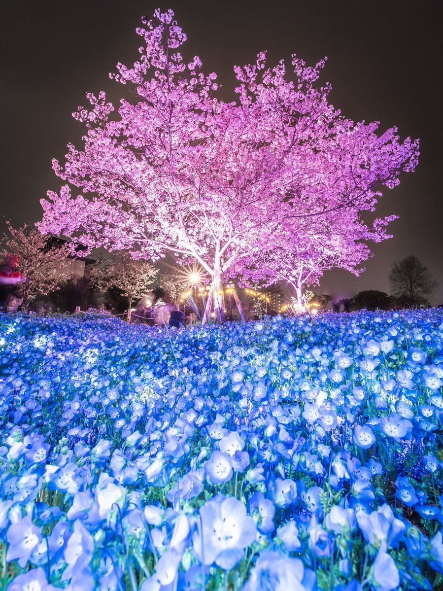 𝑇𝑎𝑘𝑢 tweet media