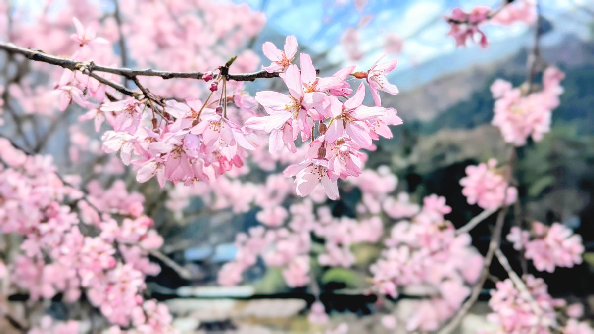 柏森たま。@鈴奈幻想絵巻 鈴-18 tweet media