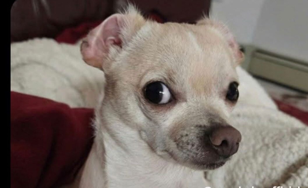 RapSure_247🕊️ tweet media