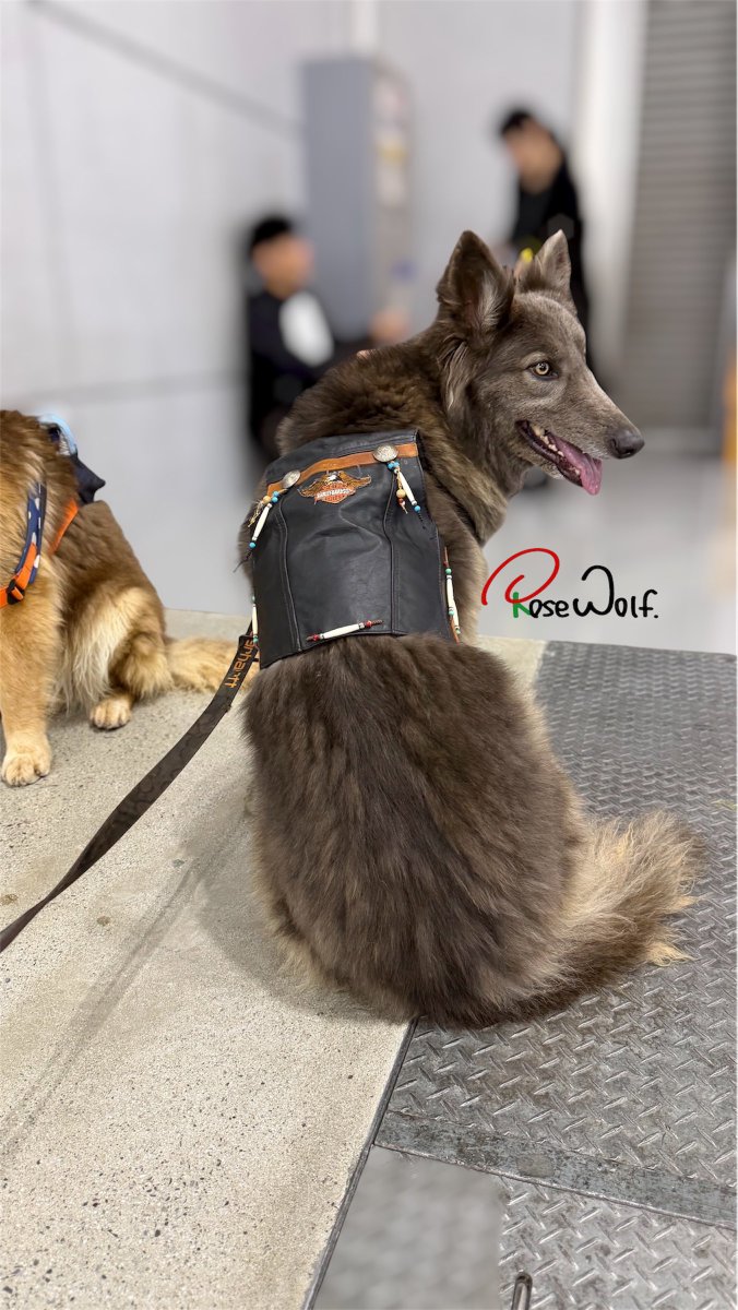 ローズウルフ🌹🐺ウルフドッグ犬舎 tweet media