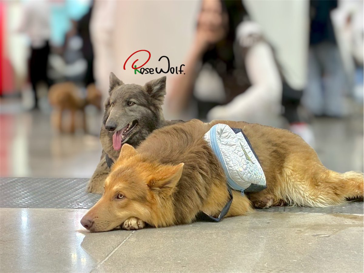 ローズウルフ🌹🐺ウルフドッグ犬舎 tweet media