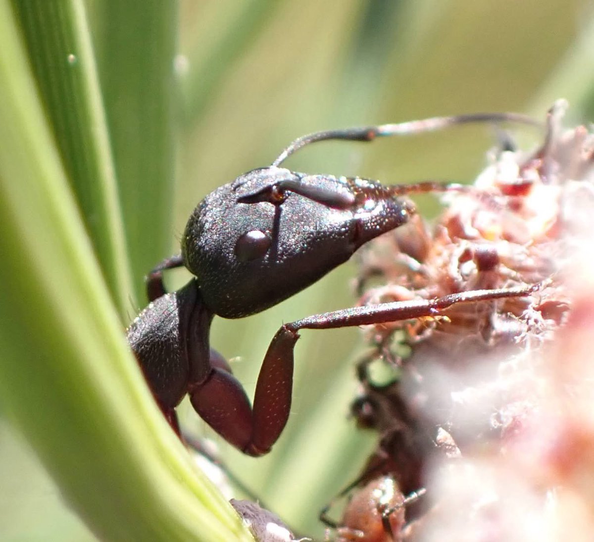 ClemCaro06's tweet image. Spring Vibes 🐞🌿🪻🌸🌷☀️  
Le printemps renaît et la faune se régale 🌺🌼 #Balade #Provence