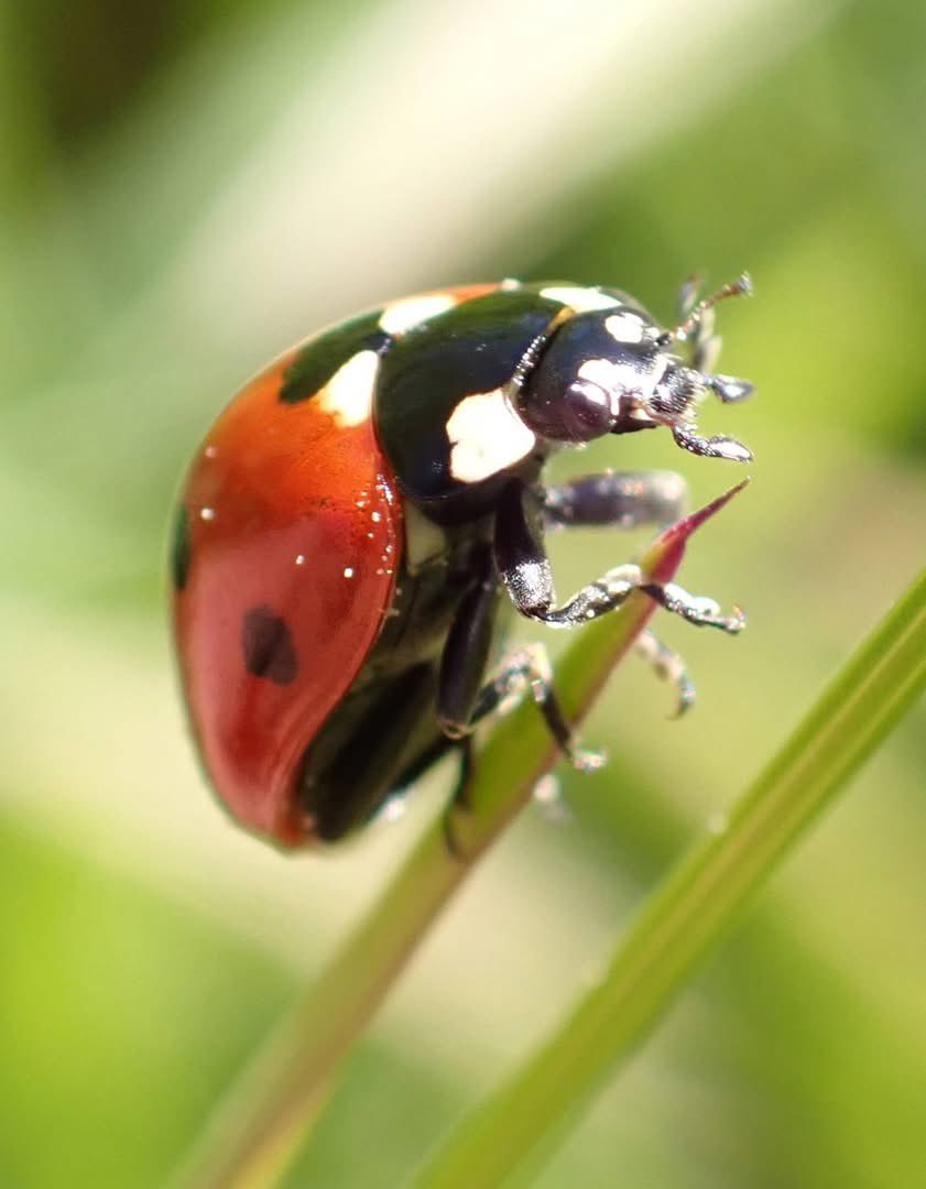 ClemCaro06's tweet image. Spring Vibes 🐞🌿🪻🌸🌷☀️  
Le printemps renaît et la faune se régale 🌺🌼 #Balade #Provence