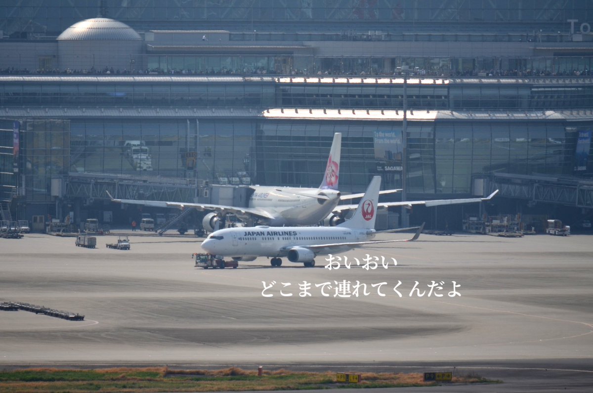 もも JALサ部員*⋆✈ tweet media