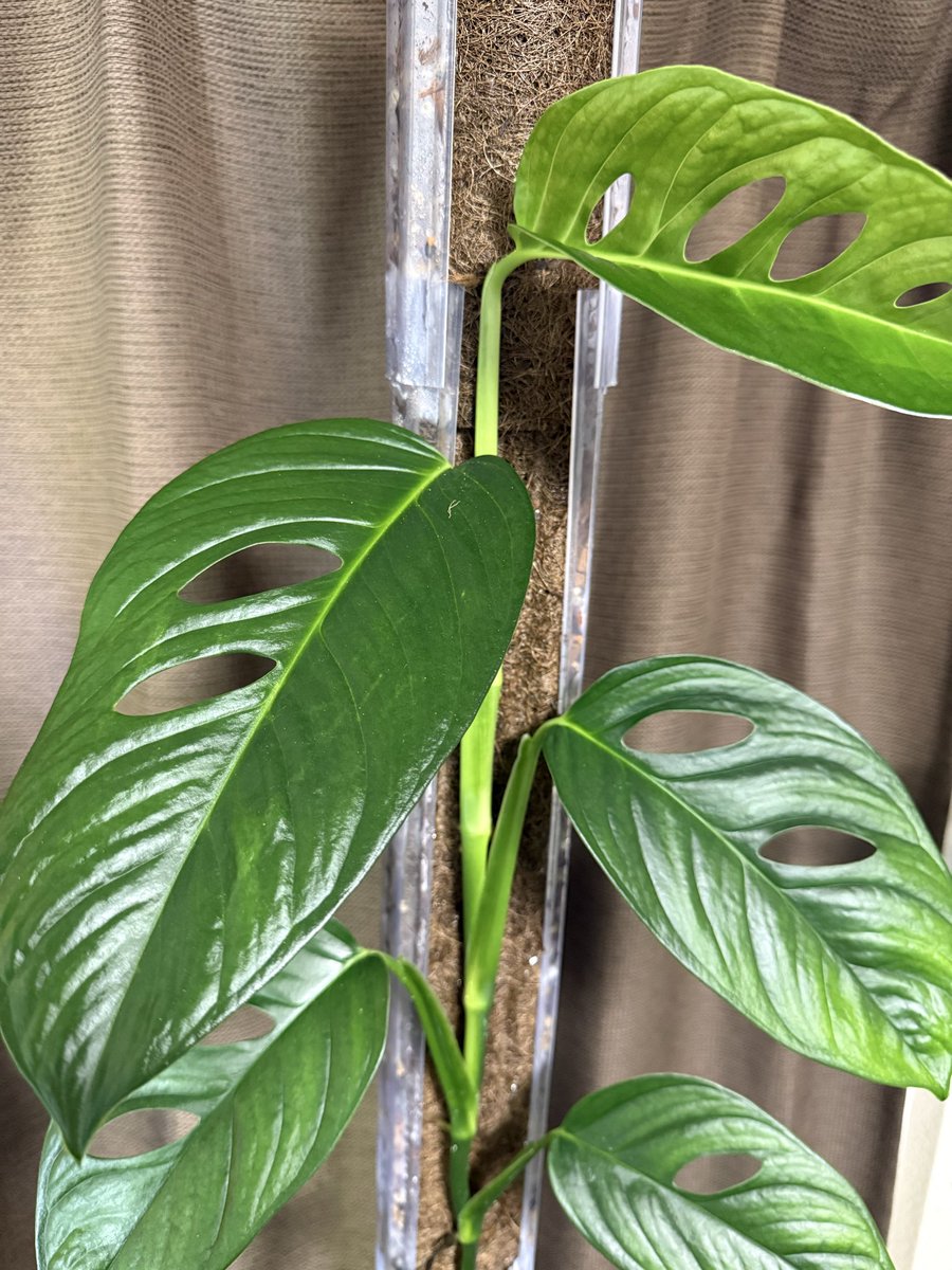 BotanicDays's tweet photo. そして、また50センチの登り棒を連結。葉も大きくなってきた。
登らせると葉も大きくなるし見応���があるけど、永遠に登っていきそうで怖いわ😰 https://t.co/CfWpdZHGyi