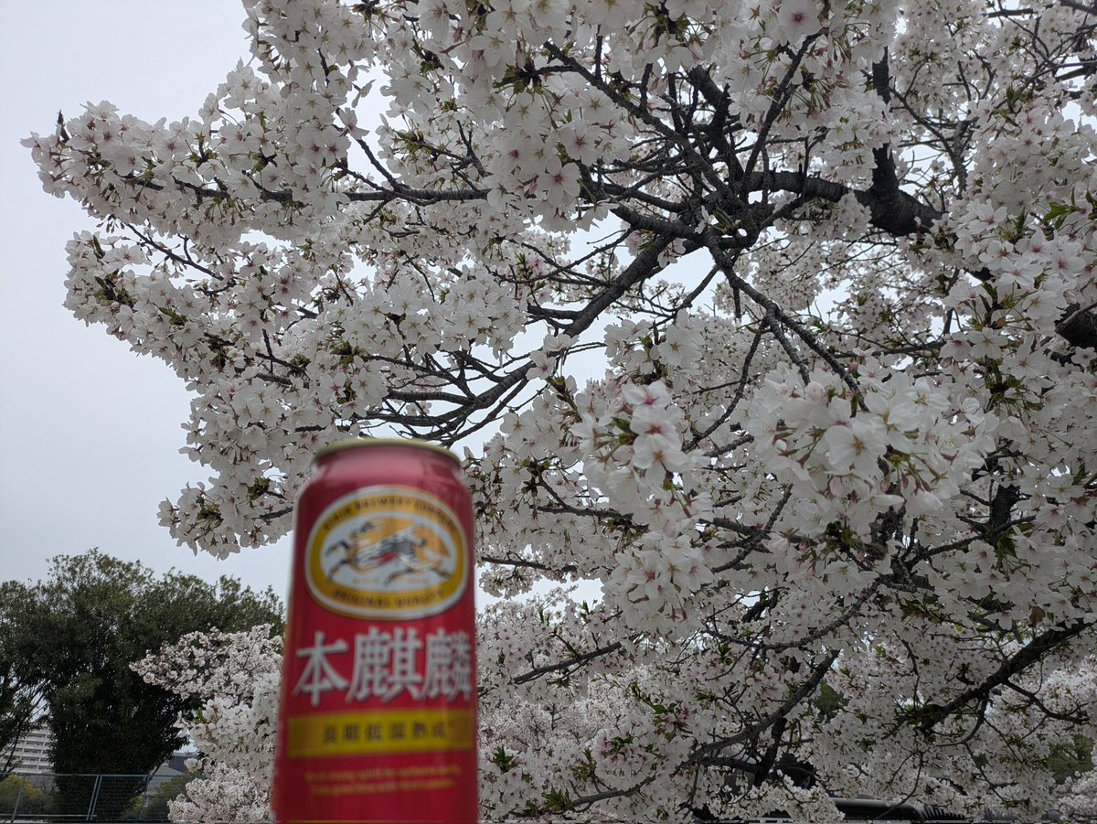 雑談好きのヒイロ🎗\(´ω`)/🎶UBI賛成! tweet media