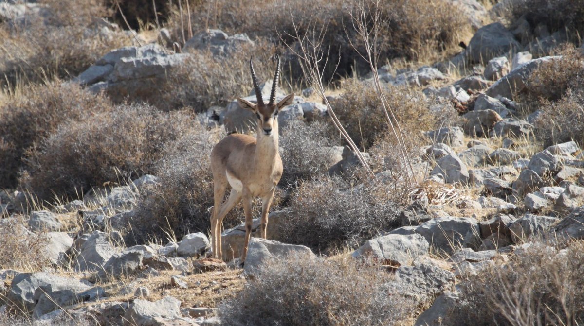 Metin Dingil tweet media