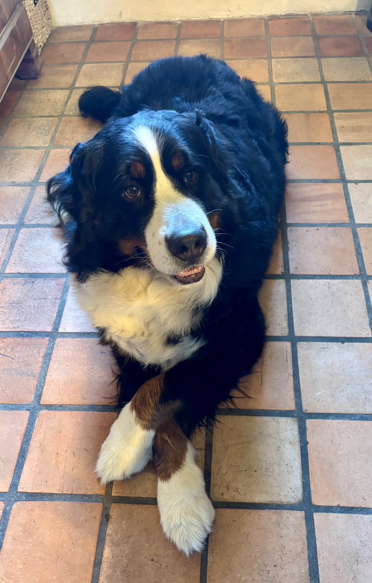 Mustang 🐻💫 Shelby 🐻 et Viking 🧸 tweet media