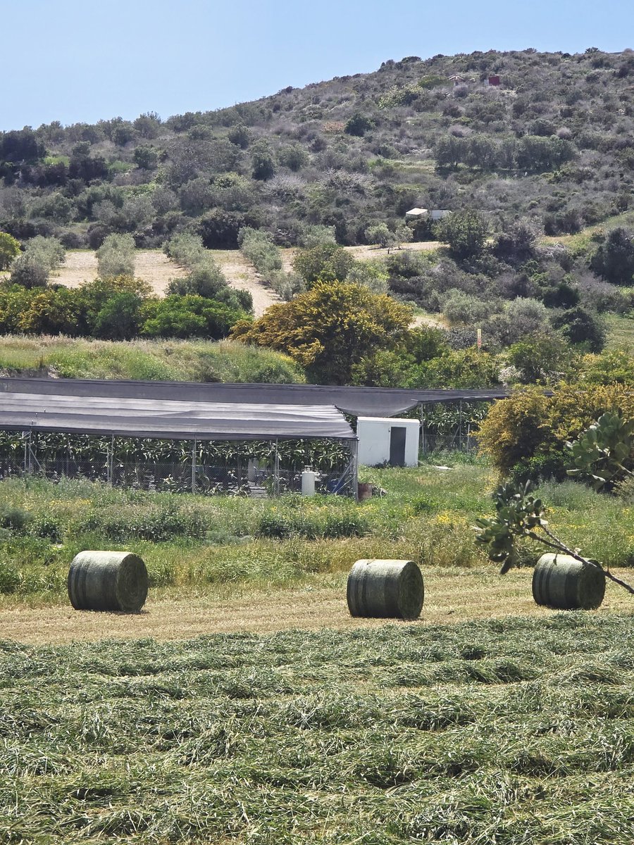 SylvanaPilidou's tweet image. #Cyprus 🇨🇾 in #spring