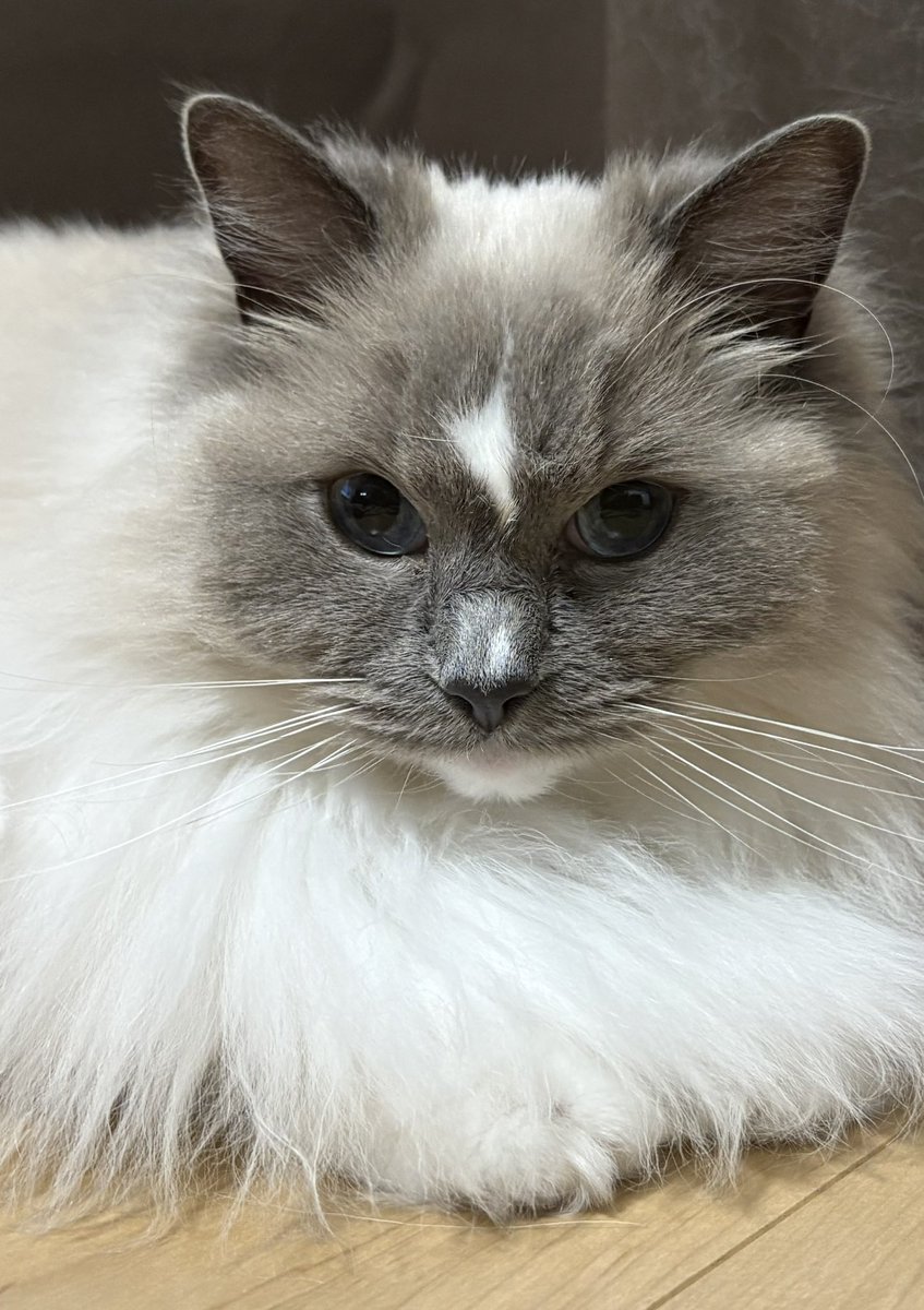 カビ【ラグドール】 tweet media