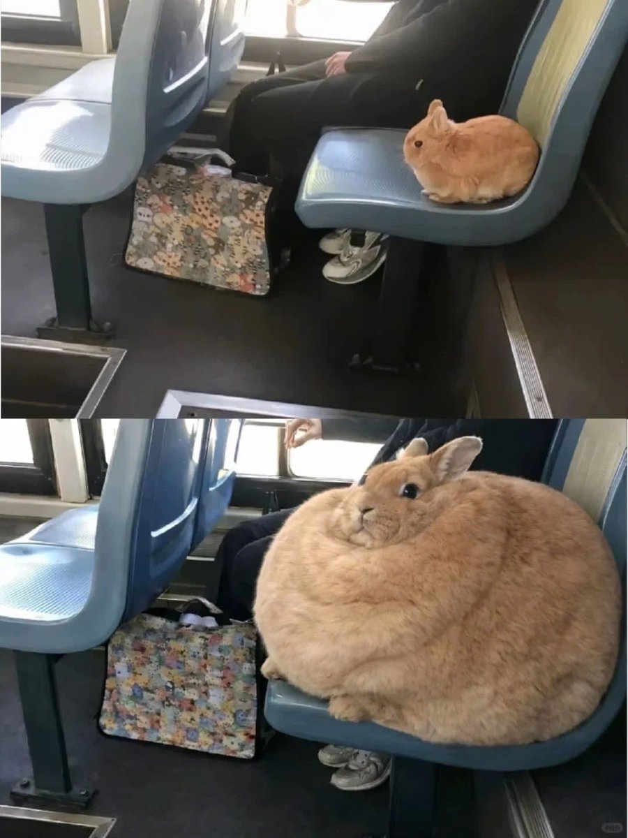 Why you should have a rabbit tweet media