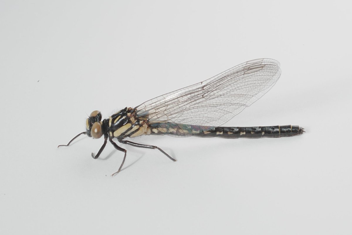 メロンクリーム/Melon-Kream tweet media