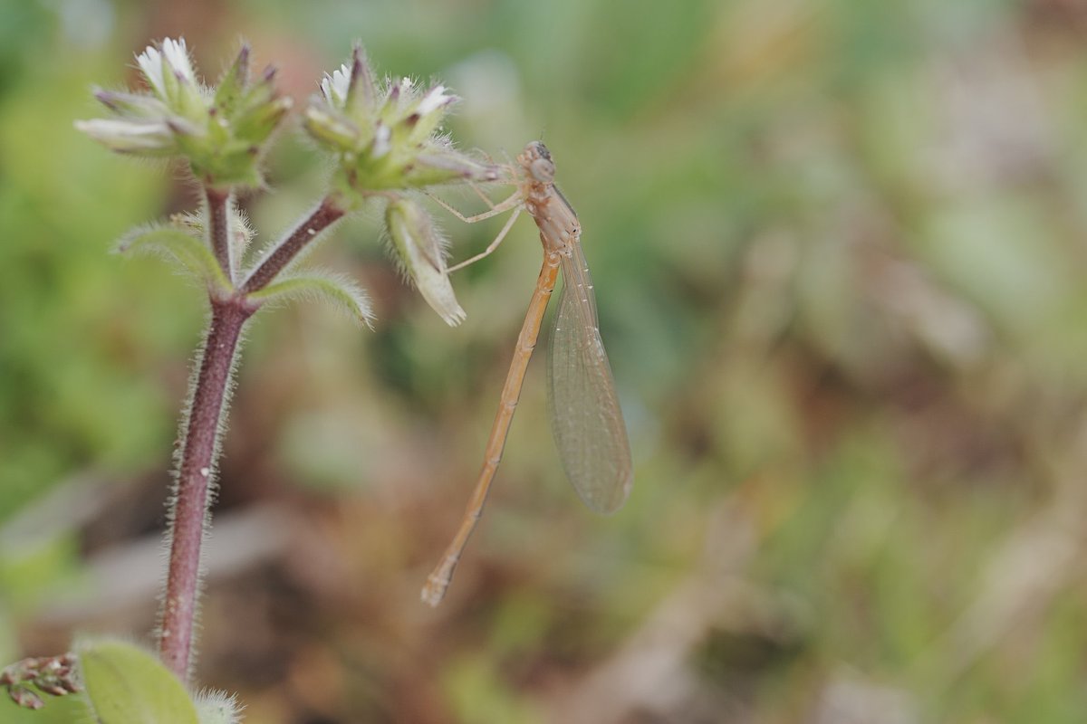 メロンクリーム/Melon-Kream tweet media