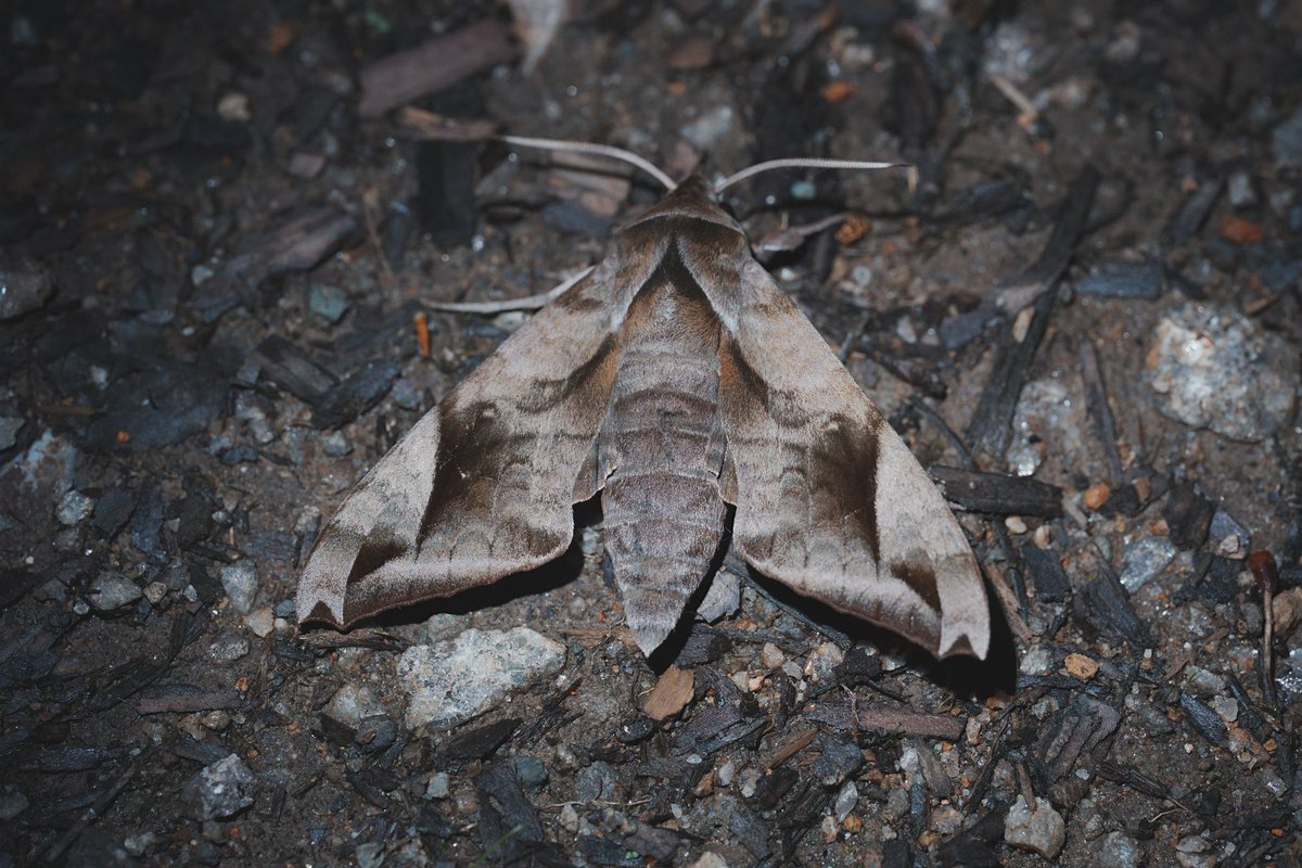 メロンクリーム/Melon-Kream tweet media