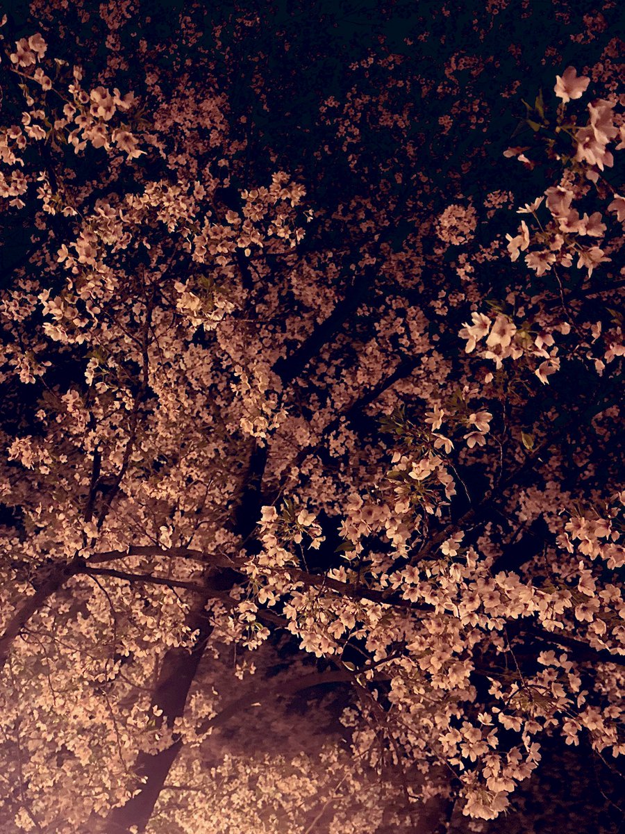 ａｙａ tweet media