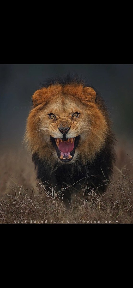 American Cory tweet media