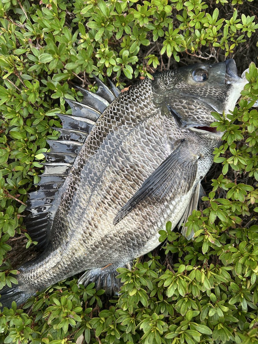 えふぺん tweet media