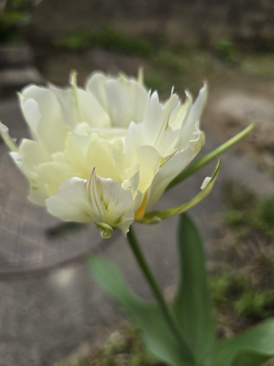 四樹 恵🪴 tweet media