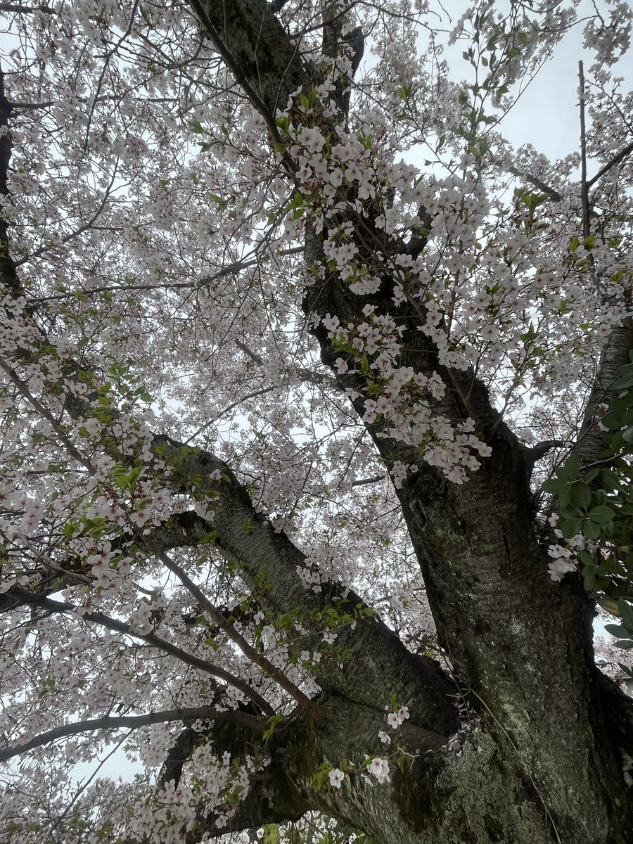 salon de ÇOÇO tweet media