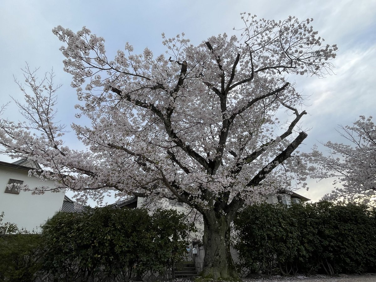 salon de ÇOÇO tweet media