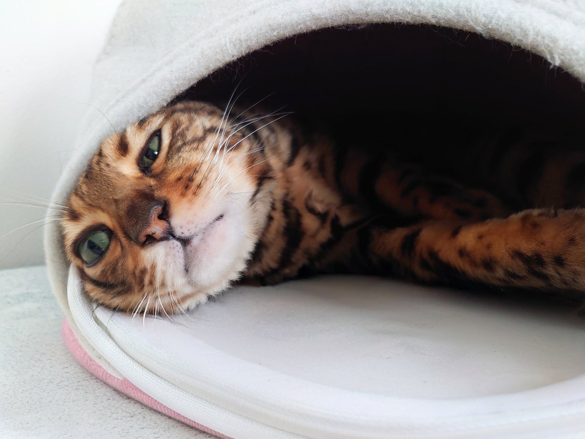 【公式】フロム蔵王/山田乳業㈱ tweet media